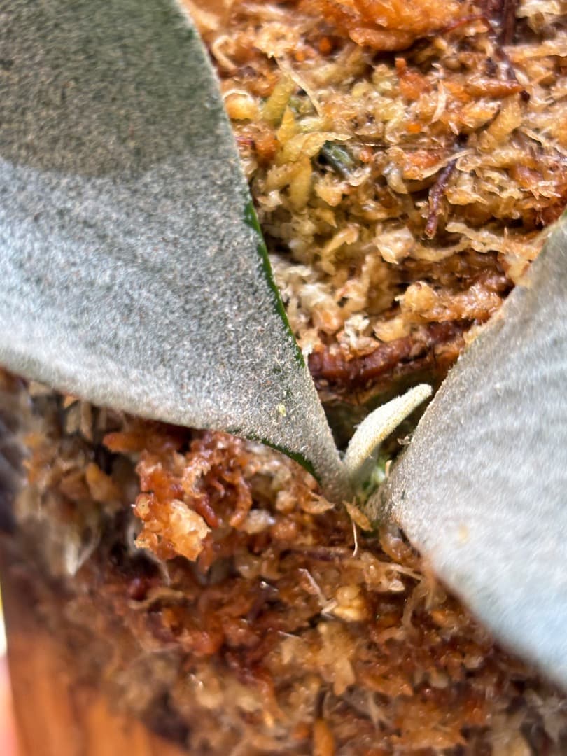 kizumo 子株目立った傷や汚れなし