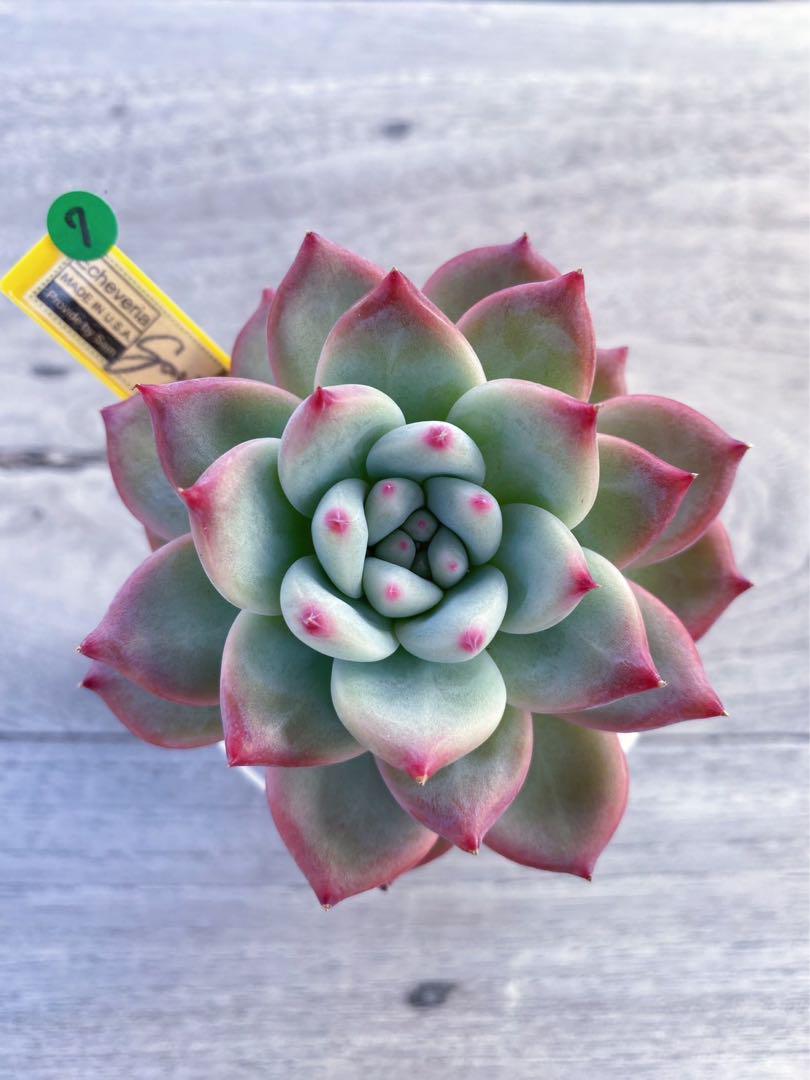 【7】カリフォルニア輸入　速達札付き　SAMリンゼアナNo.3 希少　多肉植物