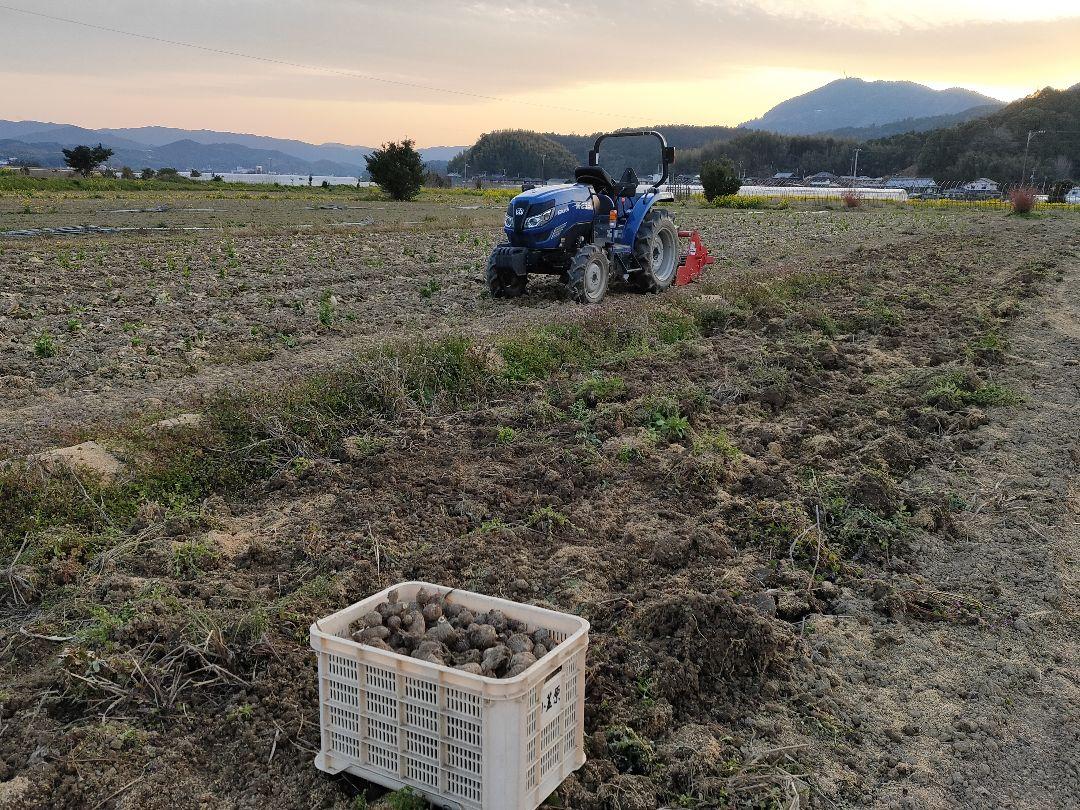 最低 価格食品・飲料・酒 - 【農薬不使用】女早生 里芋 土付き 親芋