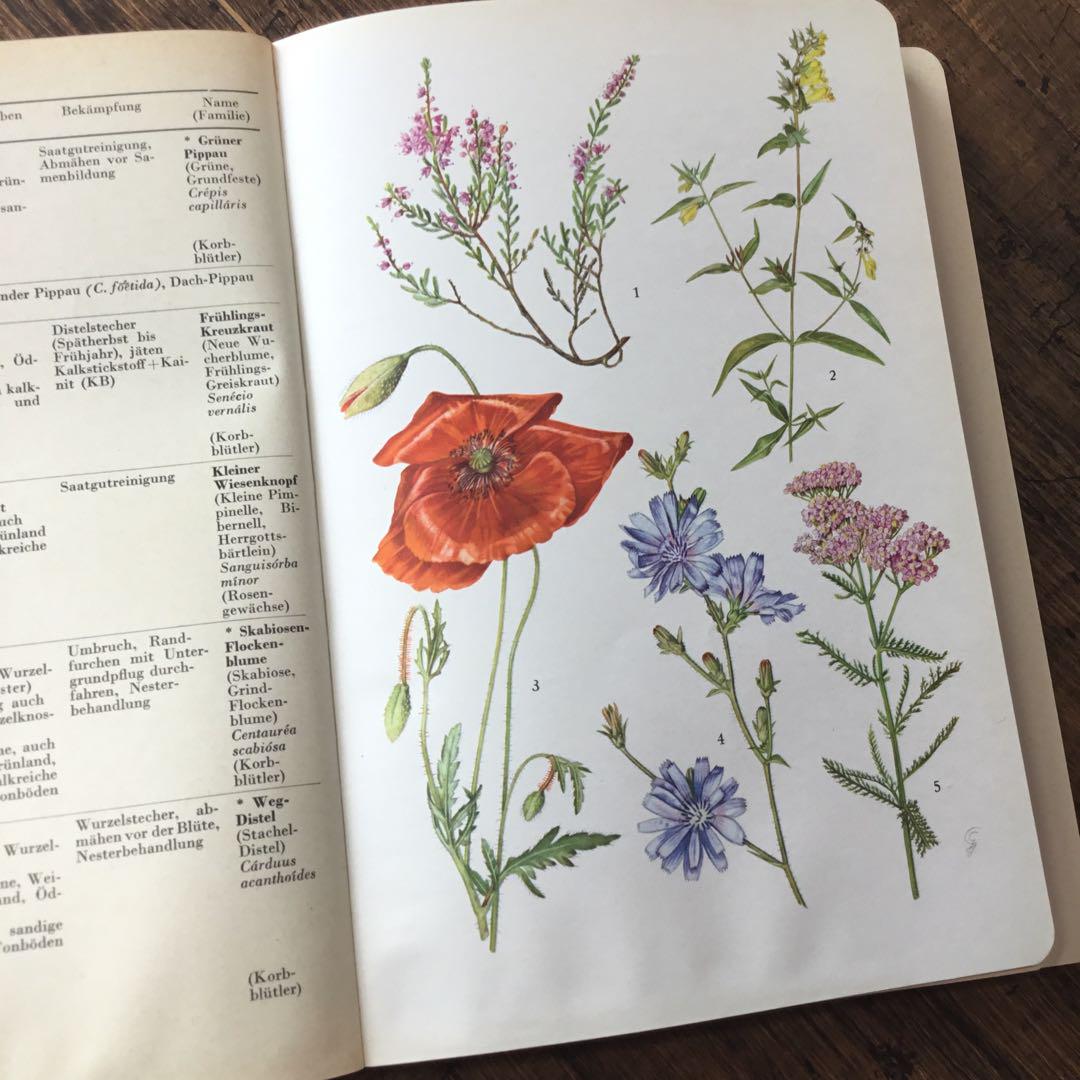 洋書 ドイツの植物図鑑 ジャンクジャーナル材料に - メルカリ