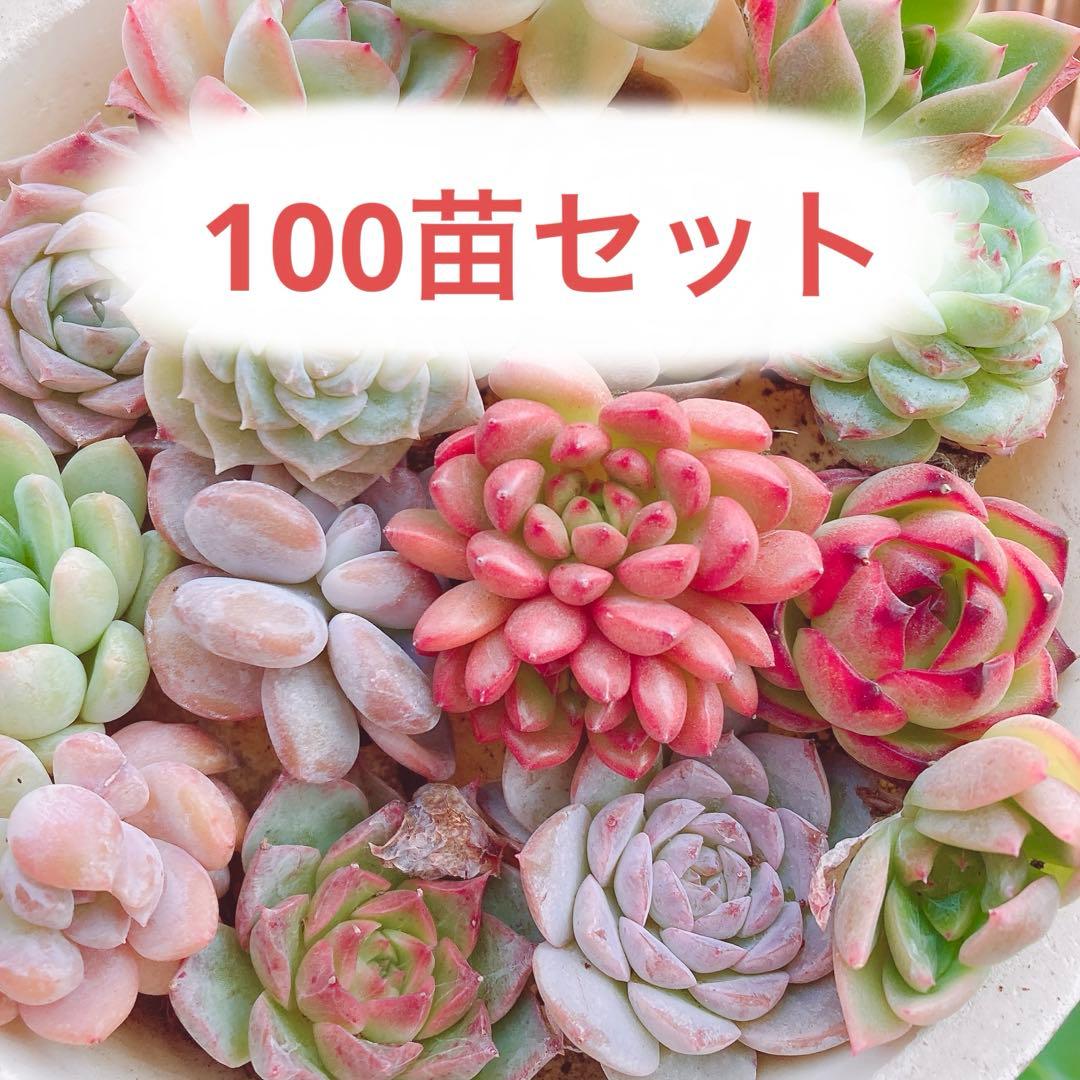 韓国苗 100苗セット カット苗 【メルカリ便発送】多肉植物 詰め合わせ