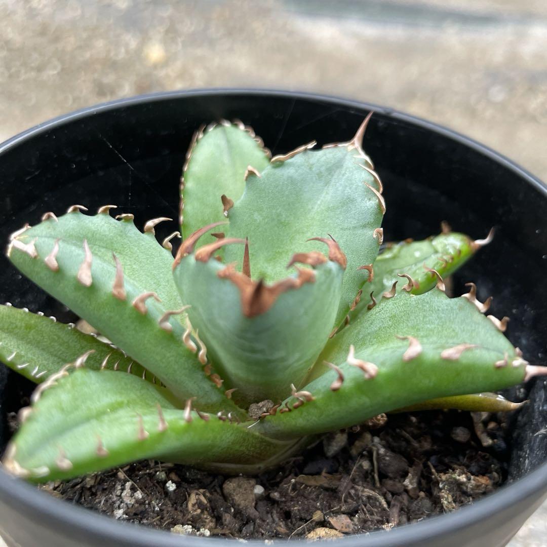 ワイルドオヤジ | 【Agave Titanota 