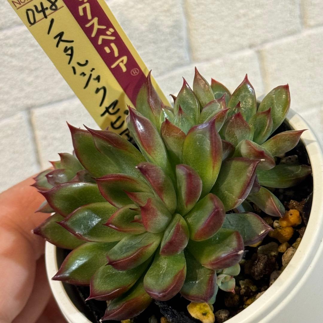 ノスタルジックセピア おらいさん苗 ) ミックスベリア 多肉植物