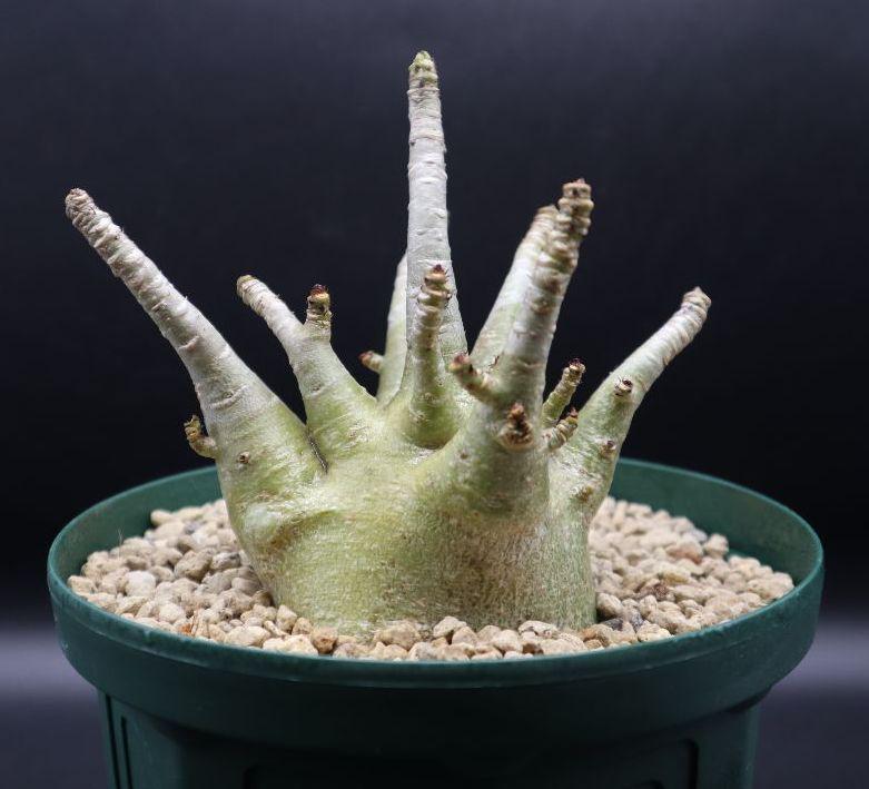 メルカリ 運送便発送 ハイブリッド アデニウム アラビカム Adenium 植物 観葉植物 7 0 中古や未使用のフリマ