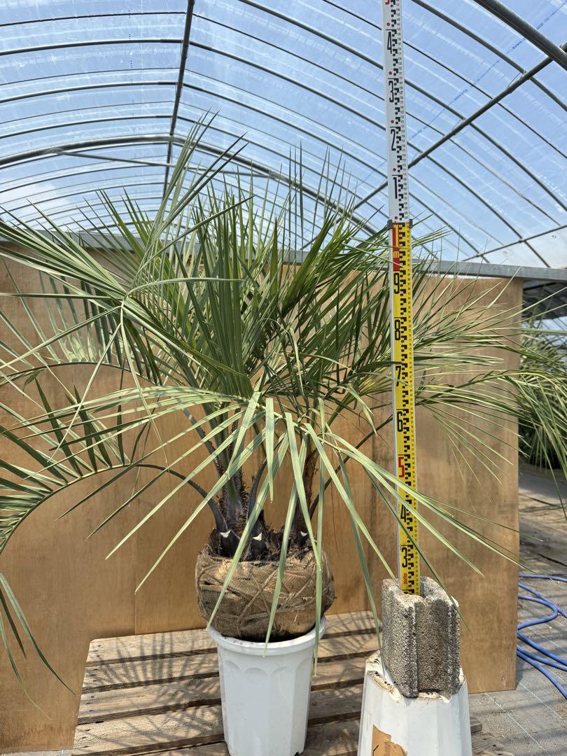 送料込み ココスヤシ 双子株 形状良 株立ち 庭木 新築、鉢植え等に