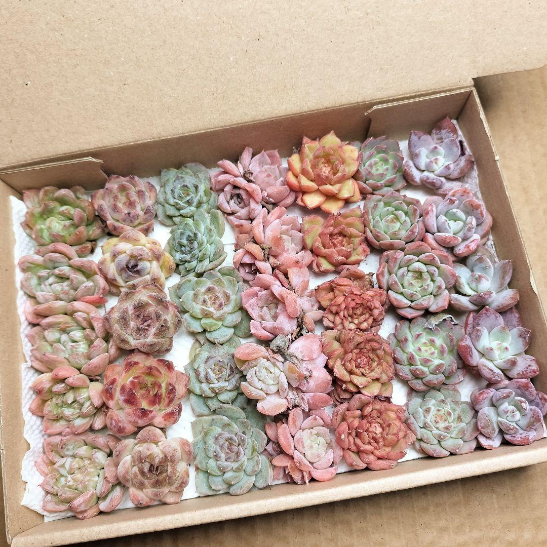 M19✨中箱いっぱいミニ苗セット　多肉植物　エケベリア　寄せ植えに 多肉弁当