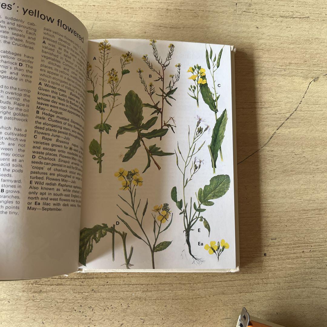59⑧80年代初版植物図鑑 洋書 古書 ボタンニカルアート - メルカリ