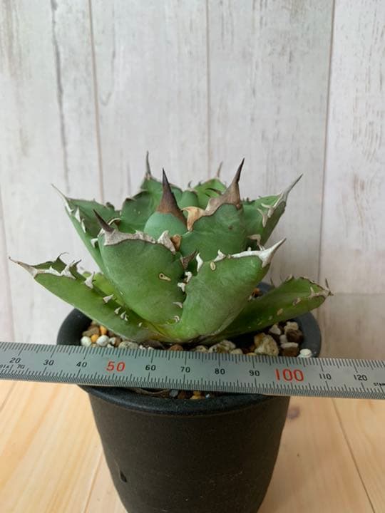 美株 アガベ チタノタ 姫巌流 発根済み | mtevino.ge