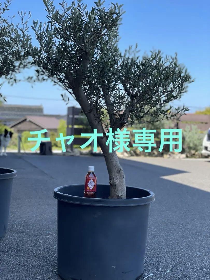 オリーブの木【引取り限定】