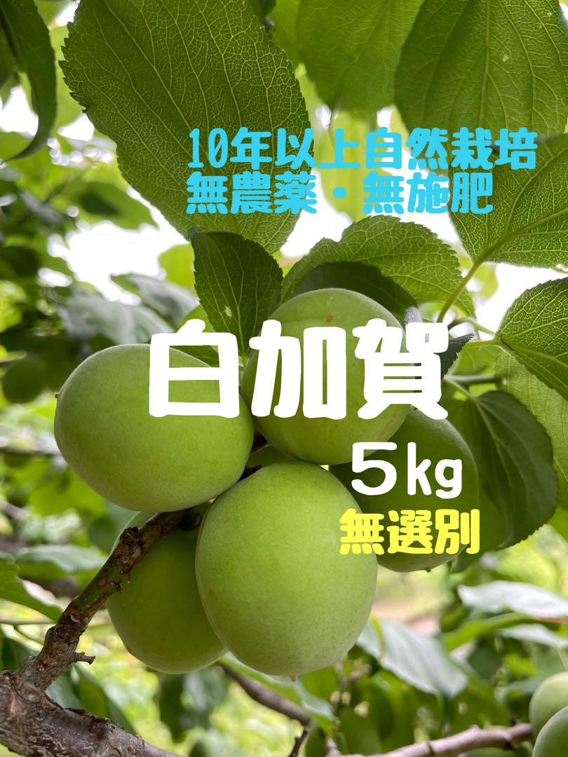 白加賀5キロ 農薬不使用 青梅 - メルカリ