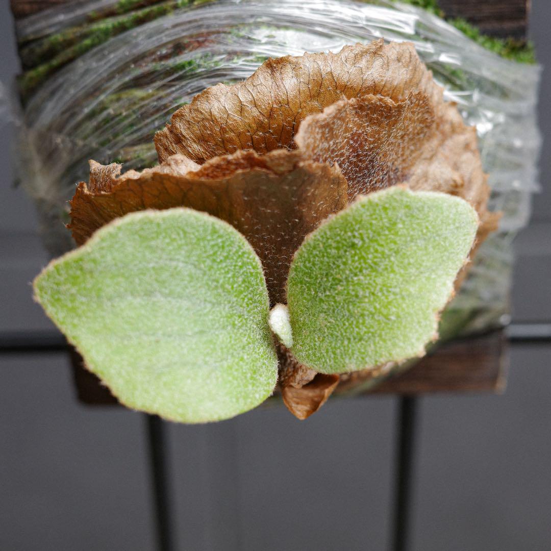 veitchii wild × Diversifolium 選抜 ビカクシダ