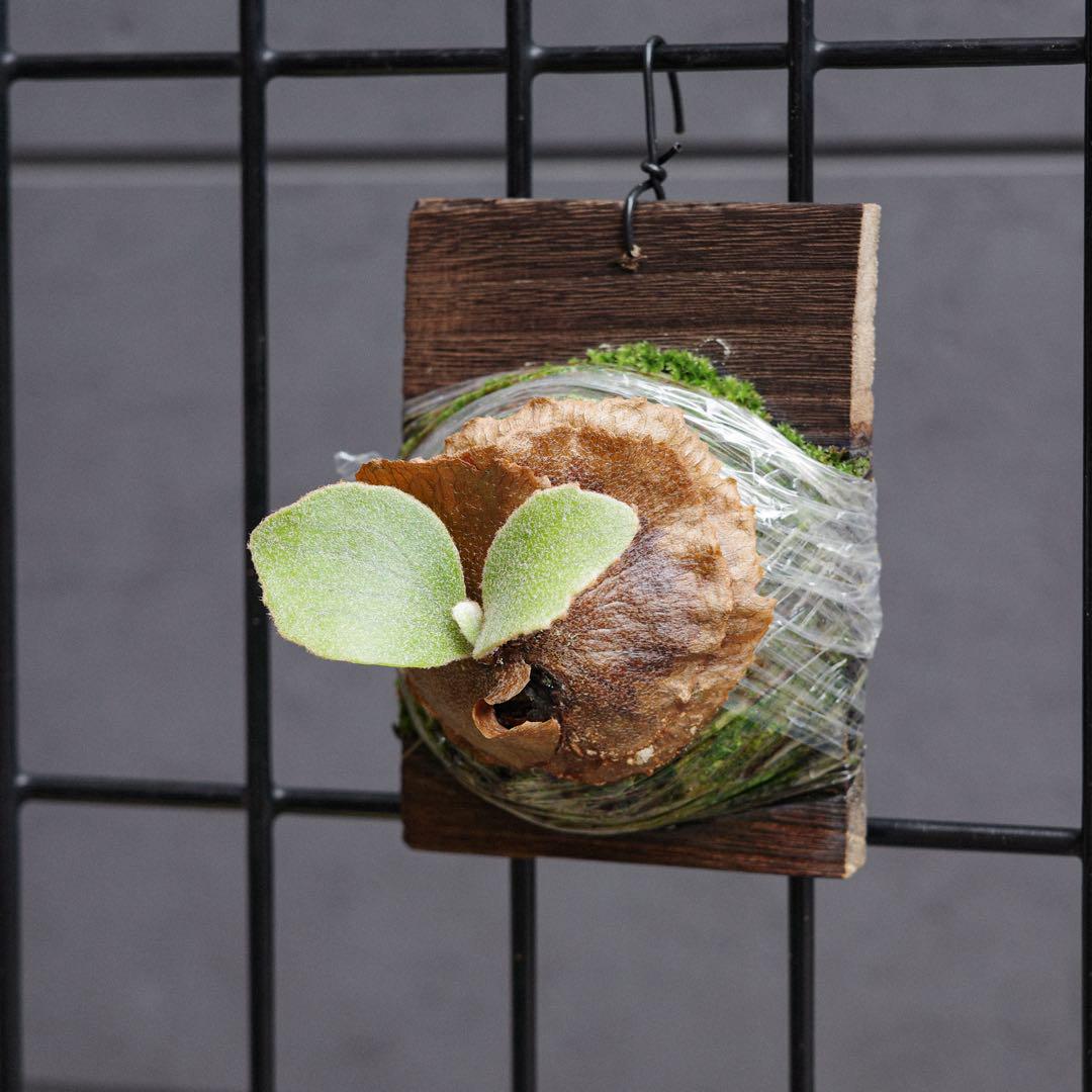 veitchii wild × Diversifolium 選抜 ビカクシダ