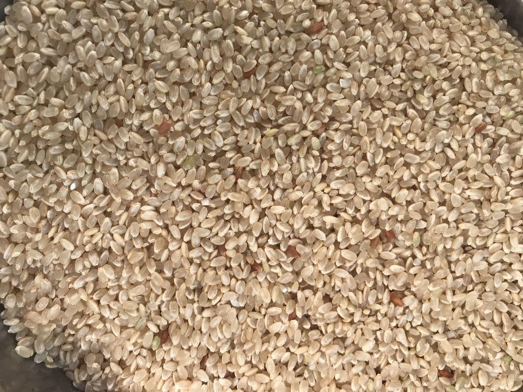 【ワケあり】令和５年産　新潟コシヒカリ玄米30kg