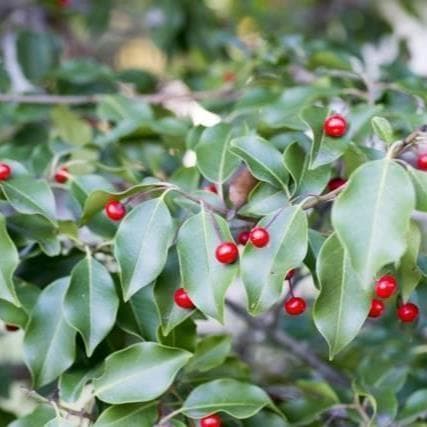 《現品》ソヨゴ 単木 (雌株・メス株) 樹高1.5m(根鉢含まず)565【苗木】 《現品》ソヨゴ 単木 (雌株・メス株) 樹高1.5m(根鉢含まず)565【苗木】