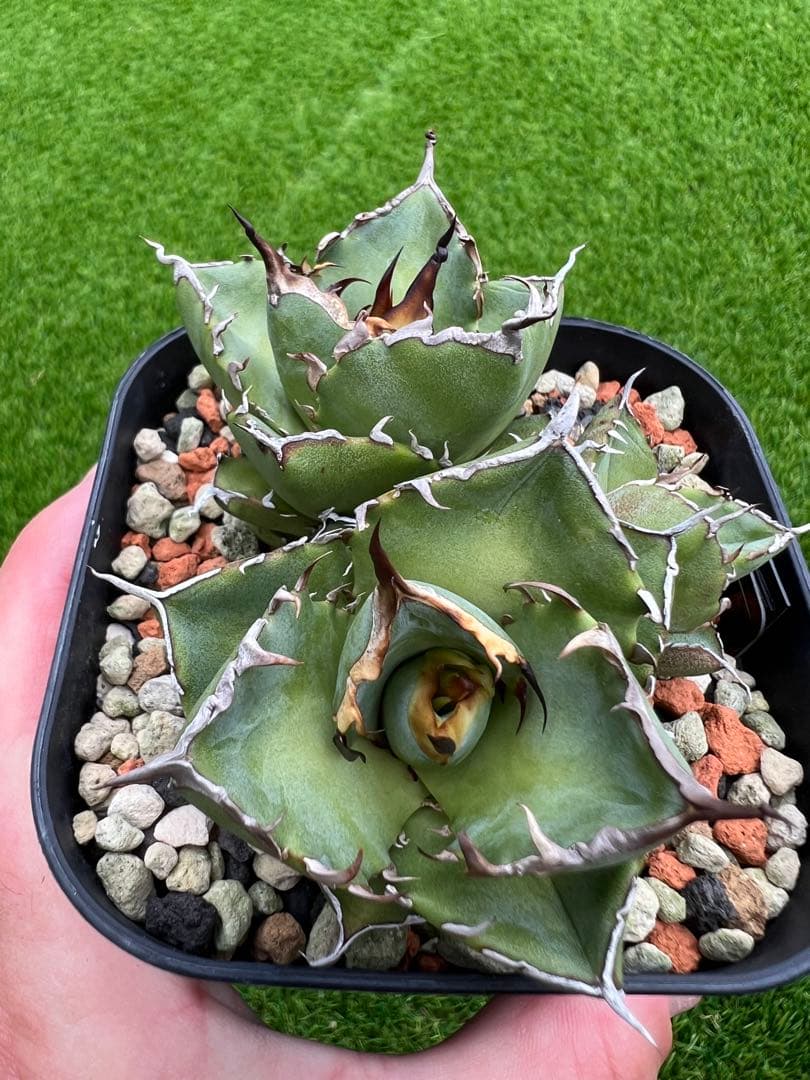 アガベ ハデス　３頭　超極上　OC マルチヘッド