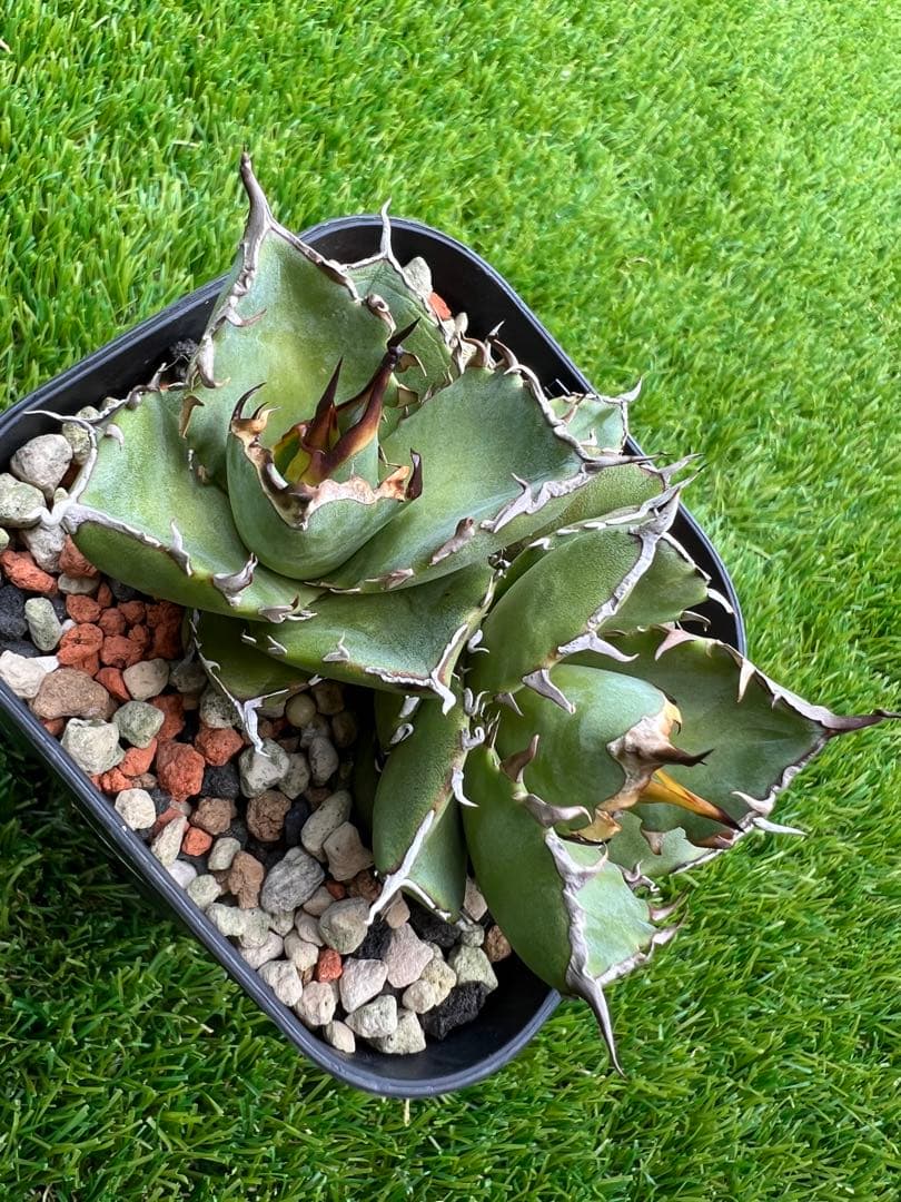 アガベ ハデス　３頭　超極上　OC マルチヘッド