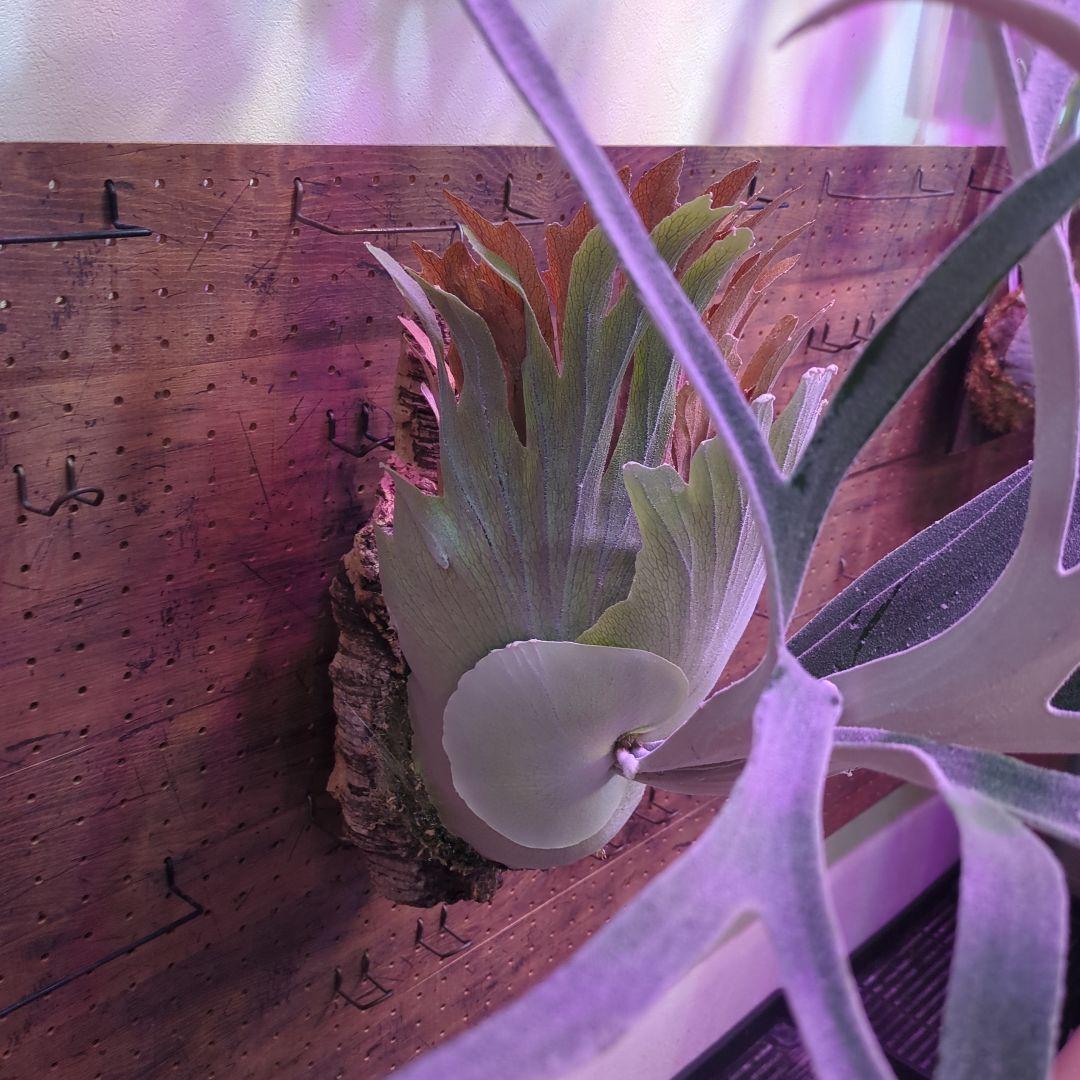 【NAGUSA_plantsོ様確認用】/ビカクシダ