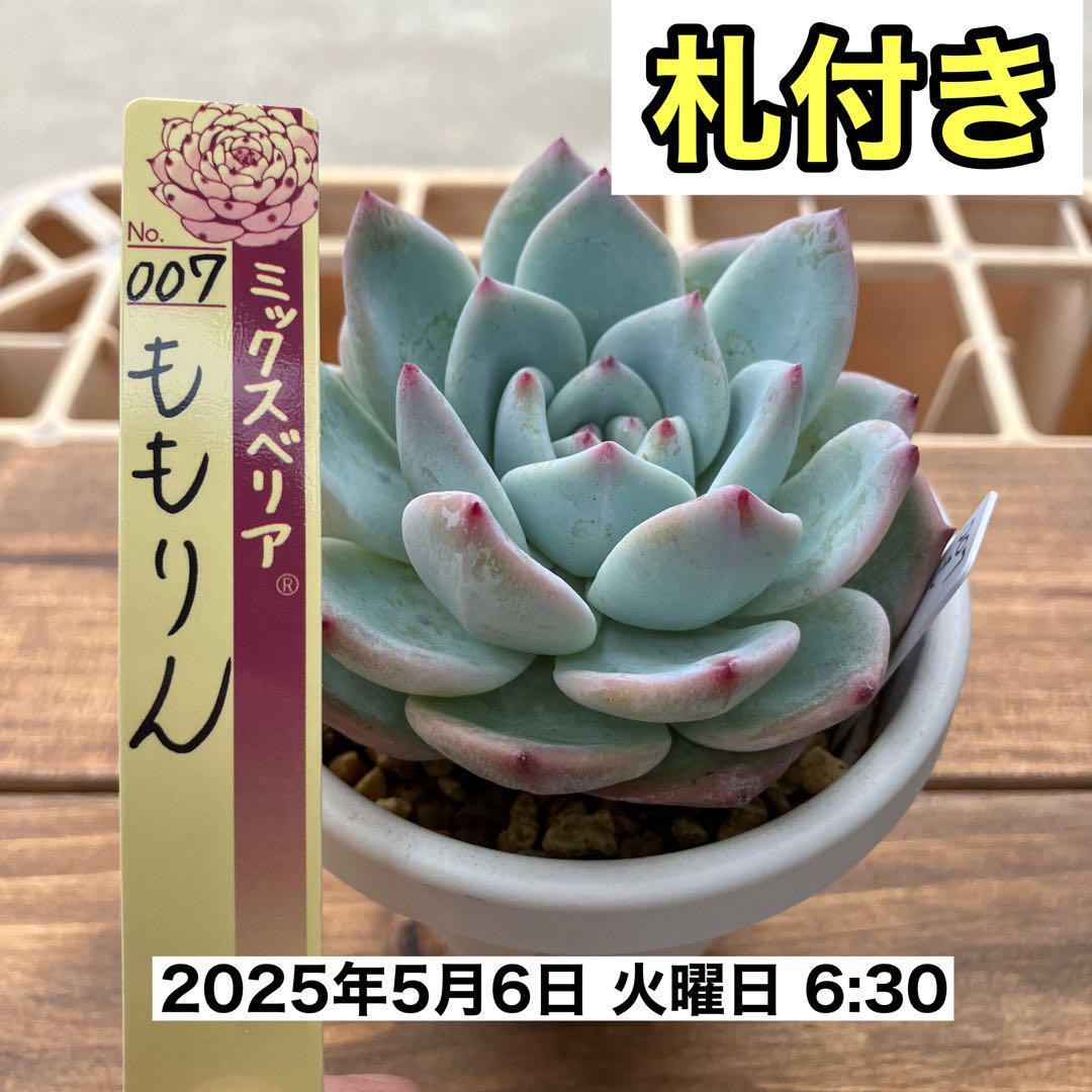 【札付き】　ミックスベリア　ももりん　多肉植物　匿名配送