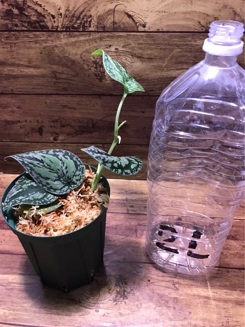 kooji takahashi様 専用 | www.schmetterlinghaus.at