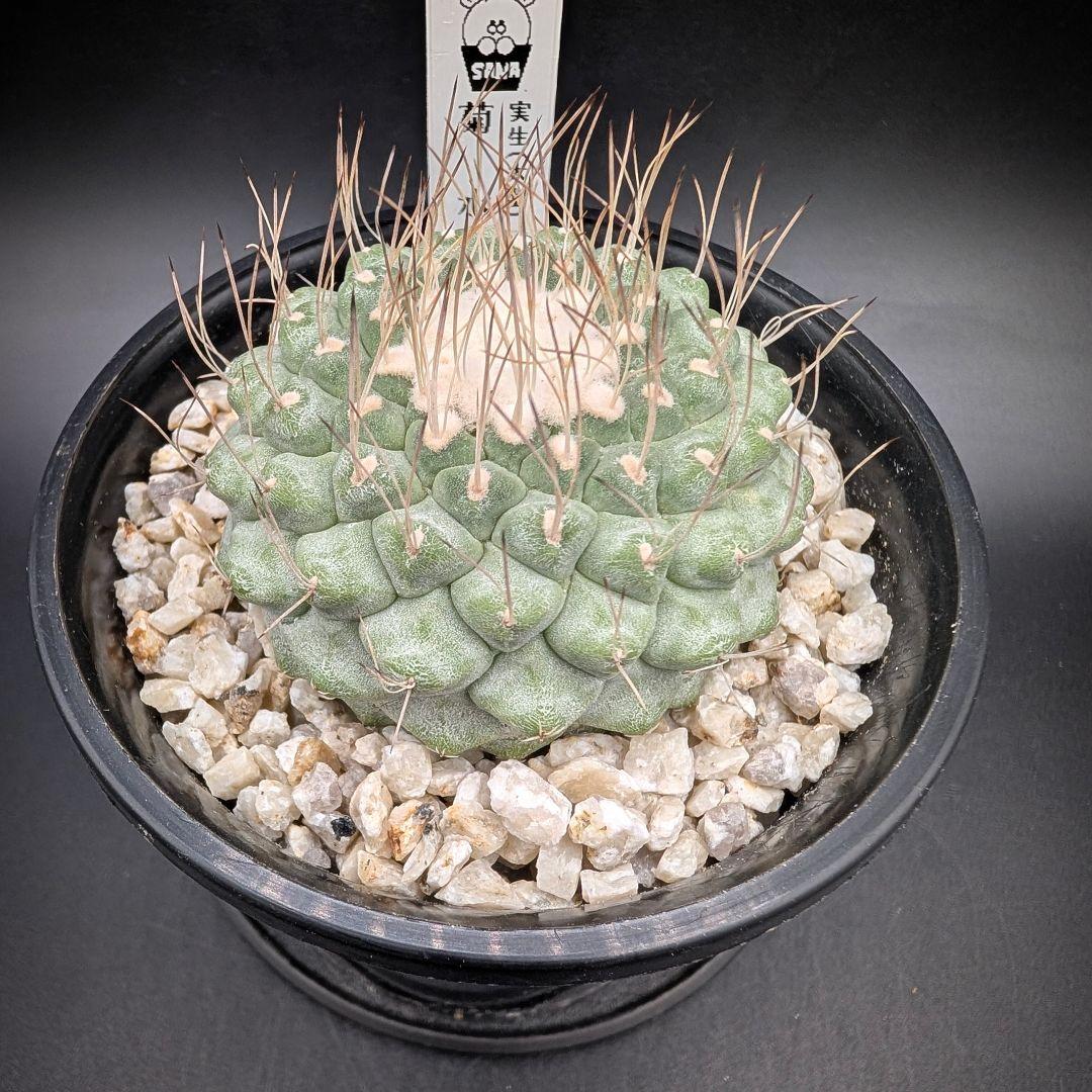 菊水 大型タイプ 実生 扁平 親株約15cm 鉢植えメルカリ便 みやや傷や汚れあり YUZUMIYA_COM