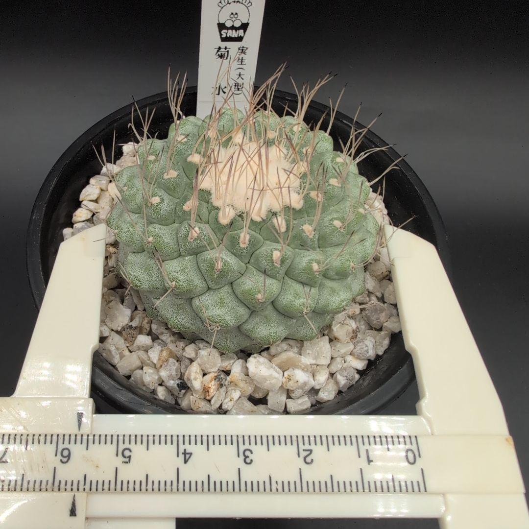 菊水 大型タイプ 実生 扁平 (親株約15cm) 鉢植えメルカリ便送料