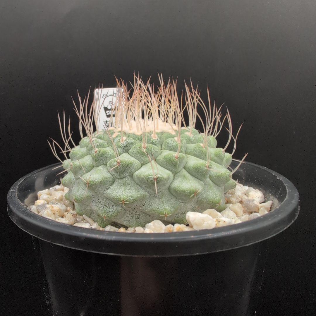 菊水 大型タイプ 実生 鉢植えメルカリ便送料込み 菊水 大型タイプ 実生 扁平 (親株約15cm) 鉢植えメルカリ便送料