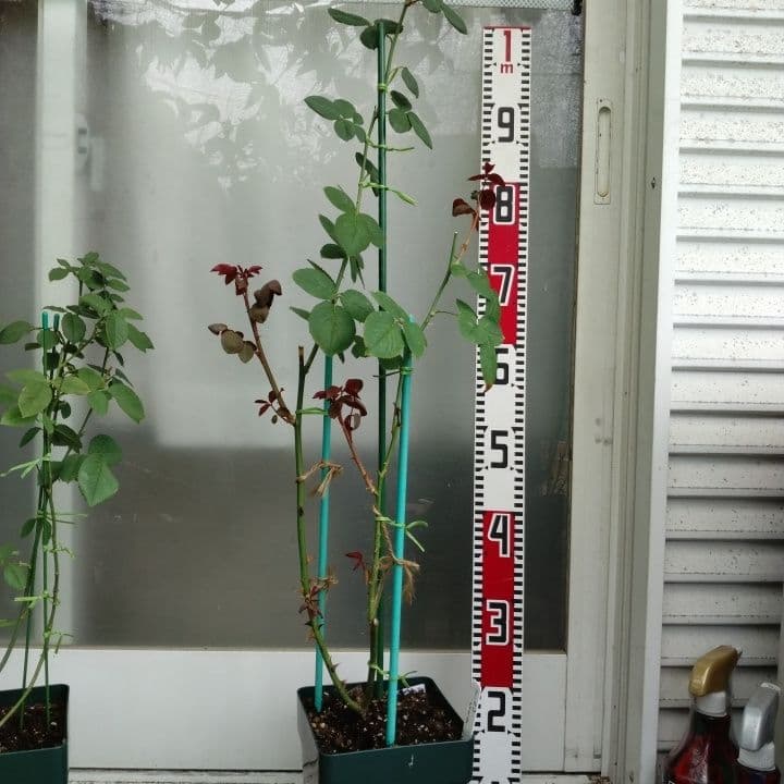 ピンク オレンジ