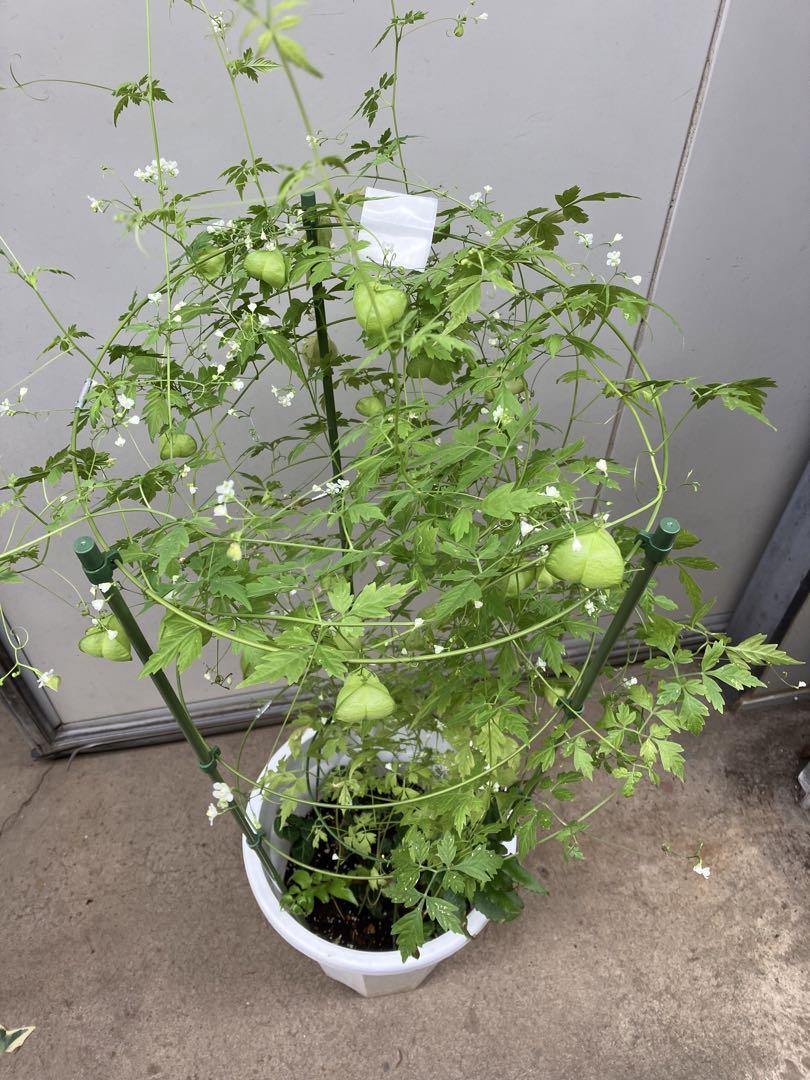 フウセンカズラ鉢植え