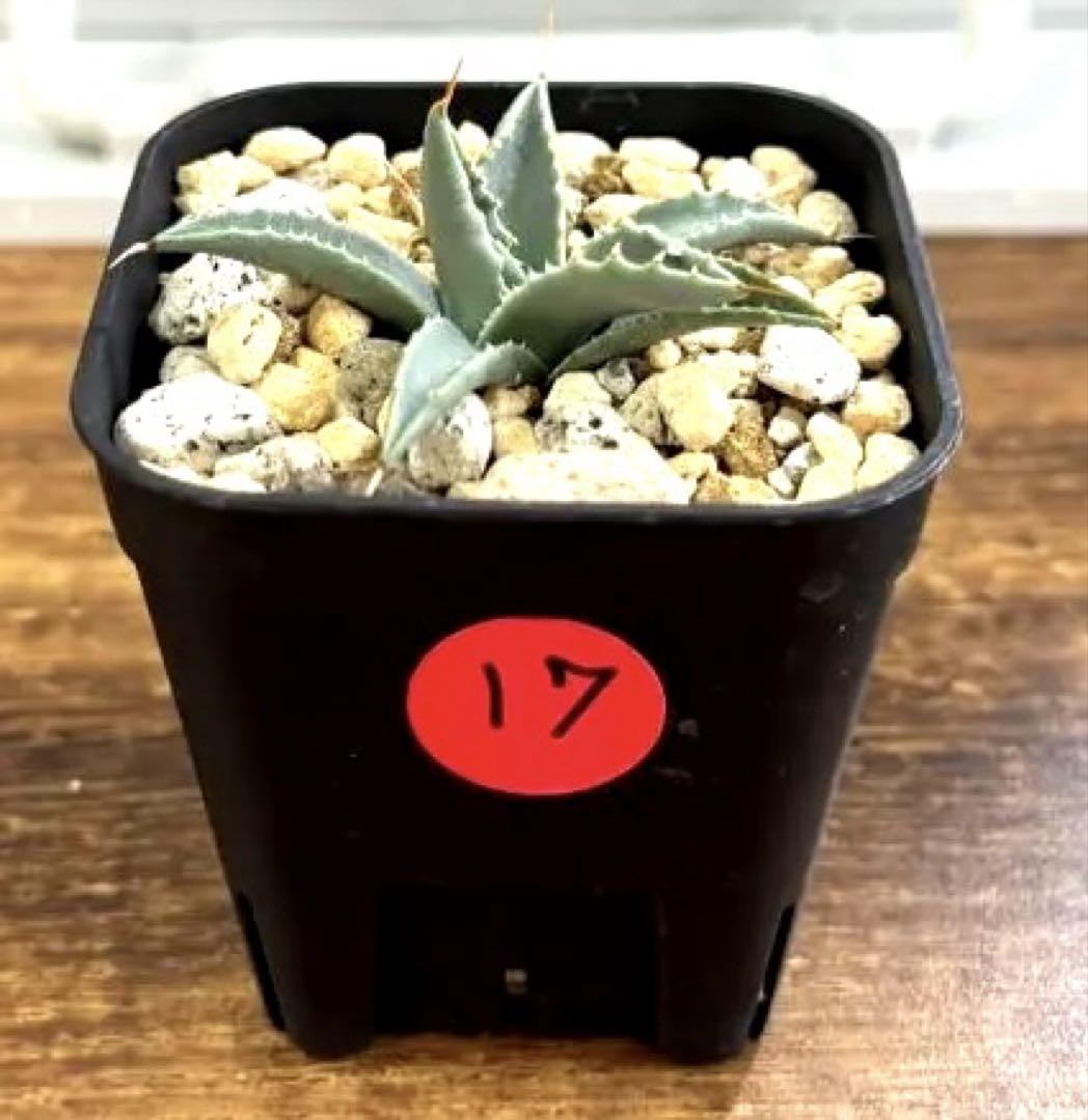 アガベ ユタエンシス　Agave utahensis