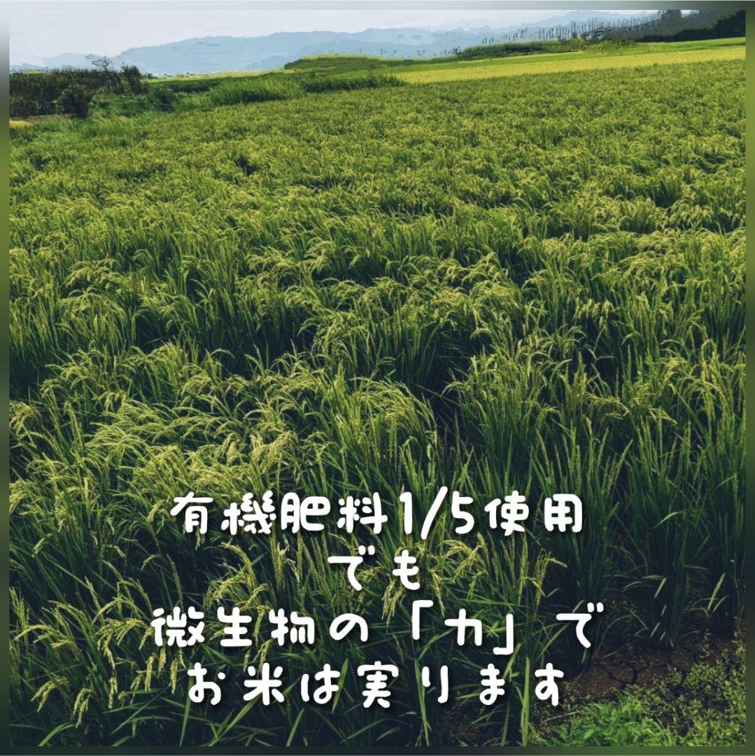 玄米10kg ササニシキ