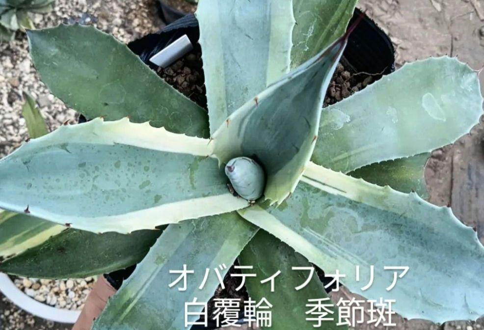 も*お様 アガベオバティフォリア季節冴白覆輪オルカキラー