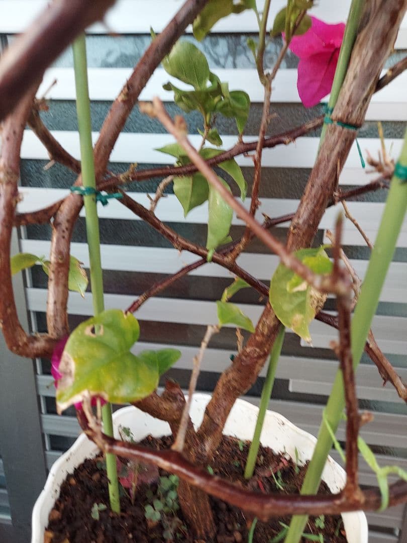 ブーゲンビリア ピンクNo995 らくらくメルカリ便発送目立った傷や汚れなし YUZUMIYA_COM