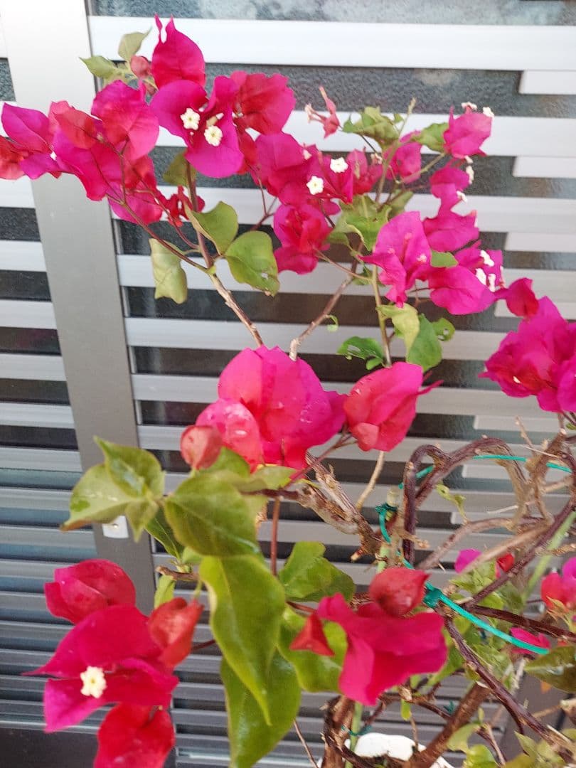 ピンクNo995 らくらくメルカリ便発送目立った傷や汚れなし