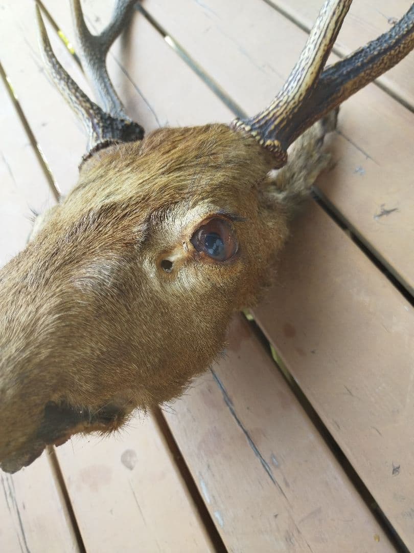 ハンティングトロフィー 鹿