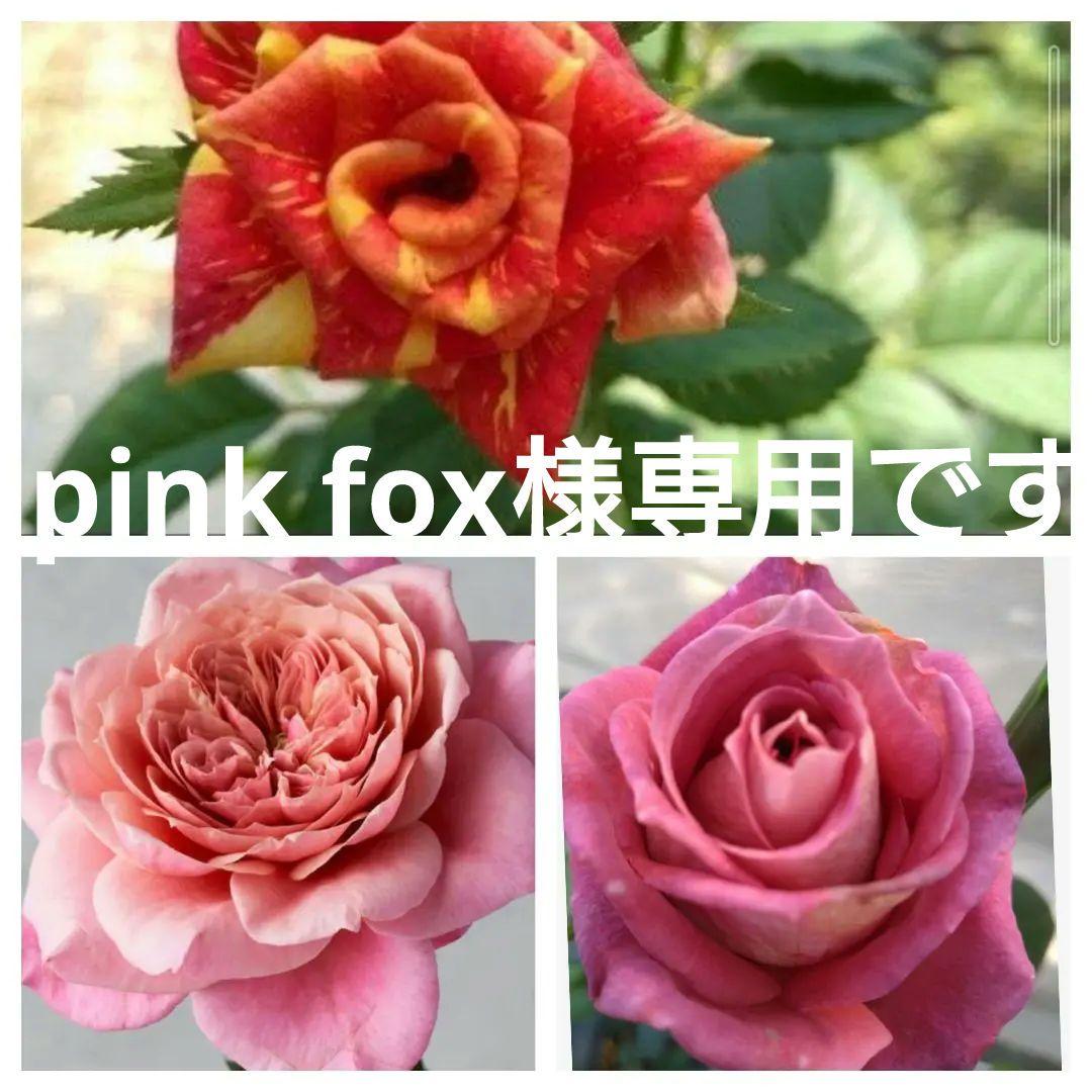 バラな　3苗希少大きな蕾付きバラ挿し木