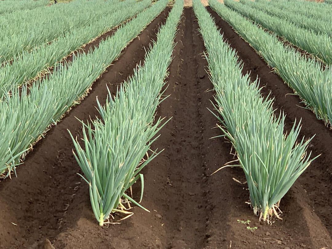 茨城県産 長ネギ 15キロ (5キロ×3箱)