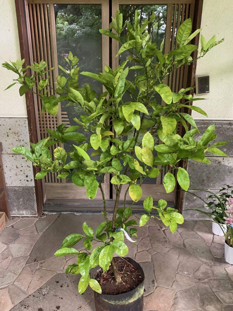 無農薬 青島蜜柑の苗木 特大株 果樹