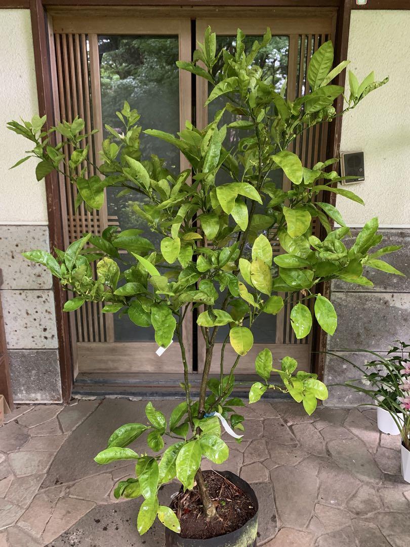 無農薬 青島蜜柑の苗木 特大株 果樹