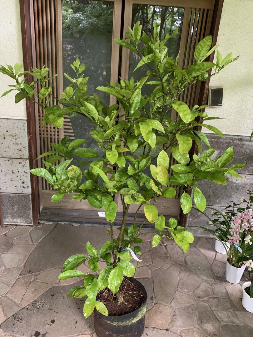 無農薬 青島蜜柑の苗木 特大株 果樹