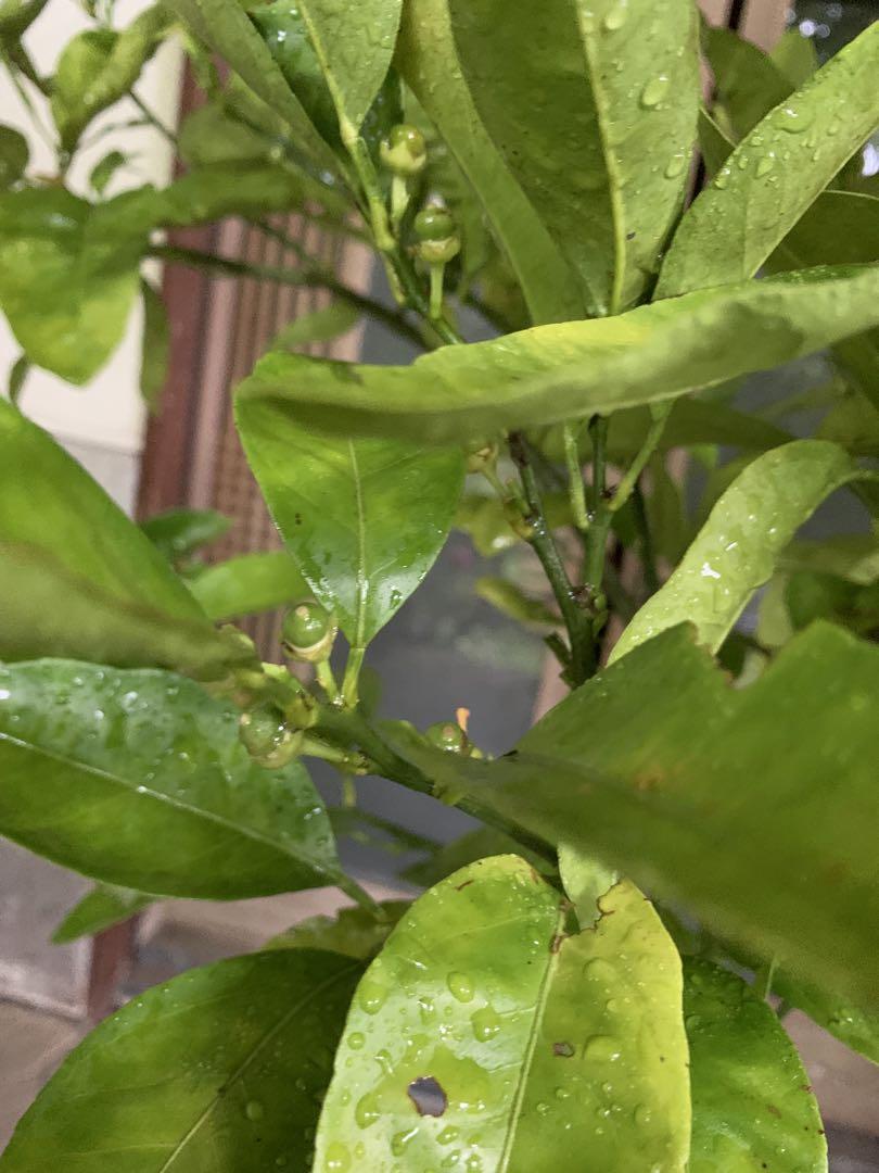 無農薬 青島蜜柑の苗木 特大株 果樹