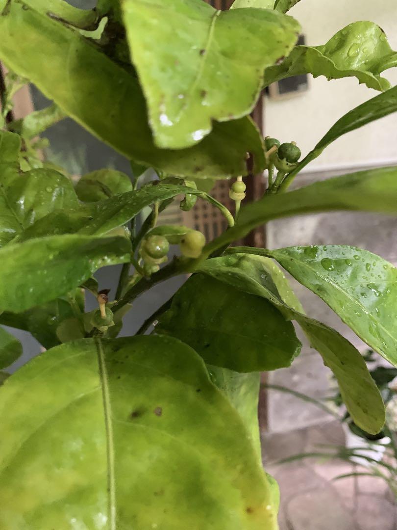 無農薬 青島蜜柑の苗木 特大株 果樹