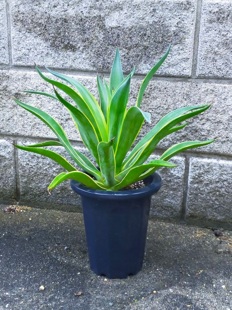 オンラインストア限定 ベネズエラ黄7号(014-394) アガベ ベネズエラ 7