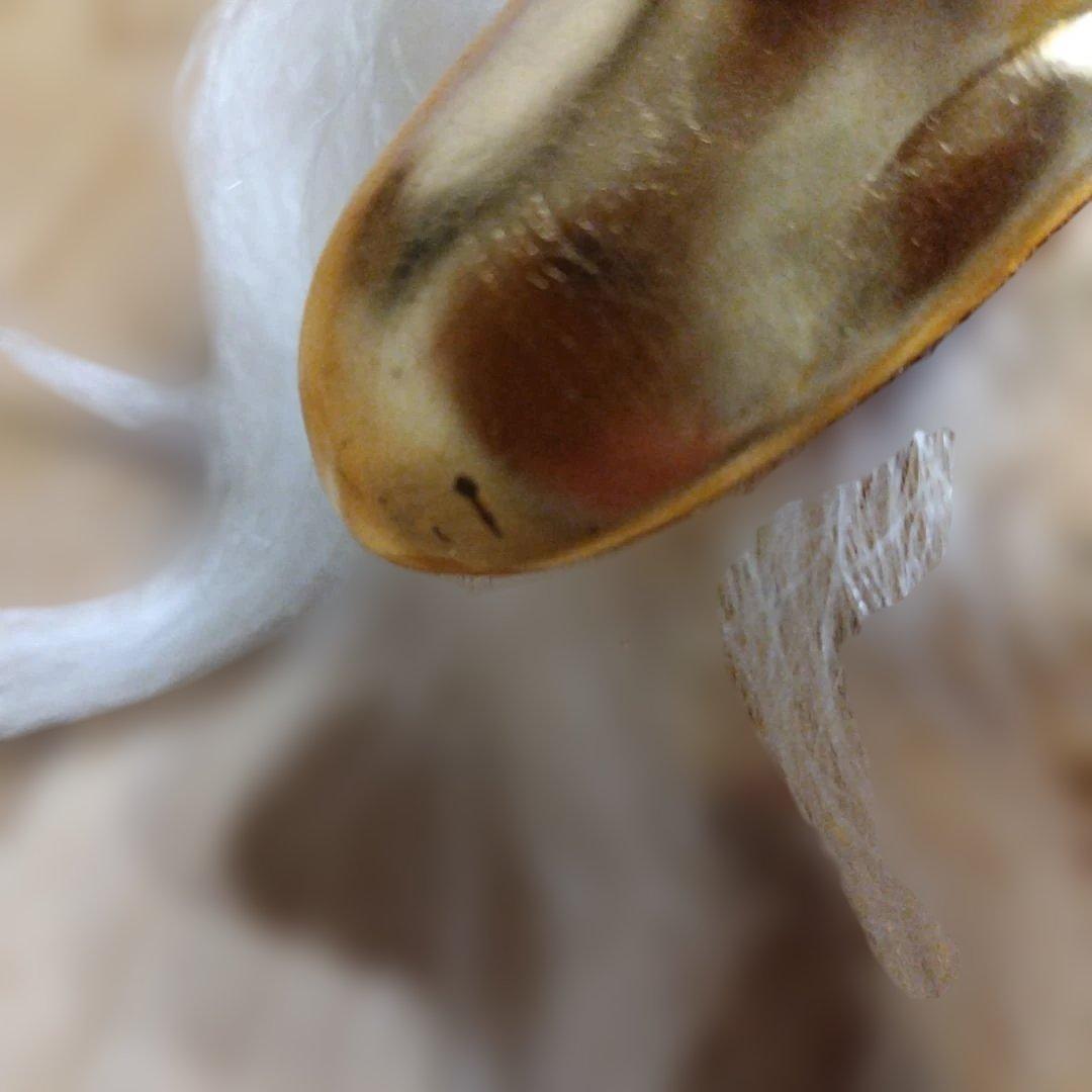 獅子頭 金獅子 日本舞踊小道具 獅子頭 金獅子 日本舞踊小道具