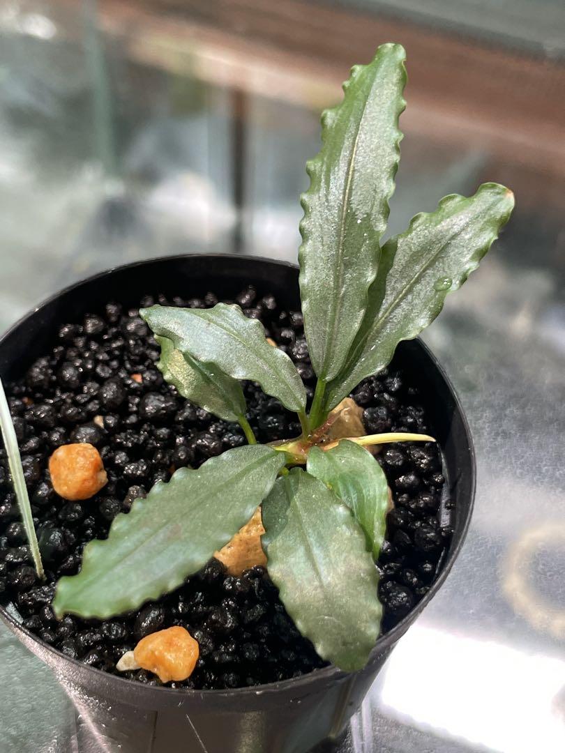 ブセファランドラ Bucephalandra sp Aurora kn便