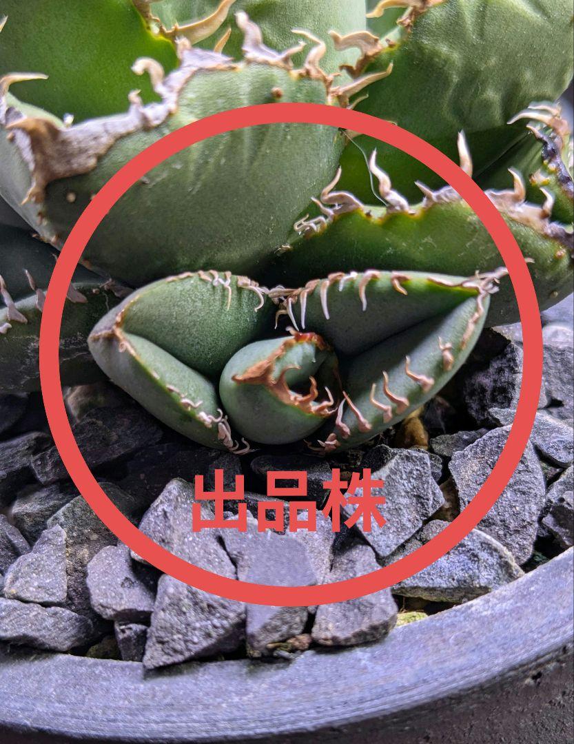 アガベ　星空　子株　①　ブツブツ　agave