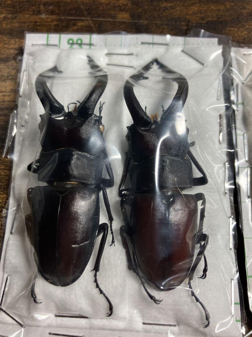 【引退】お得　甲虫　標本まとめ売り　標本箱付き