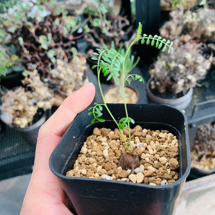 初売り! 超希少! オペルクリカリア パキプス × ヒファエノイデス hyb