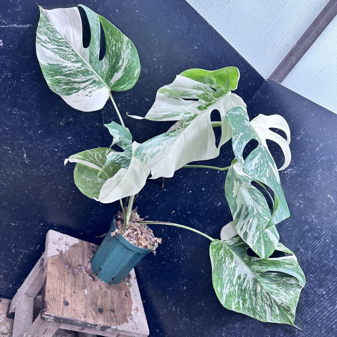 あつこ ホワイトタイガー鉢1鉢と葉付き茎3株