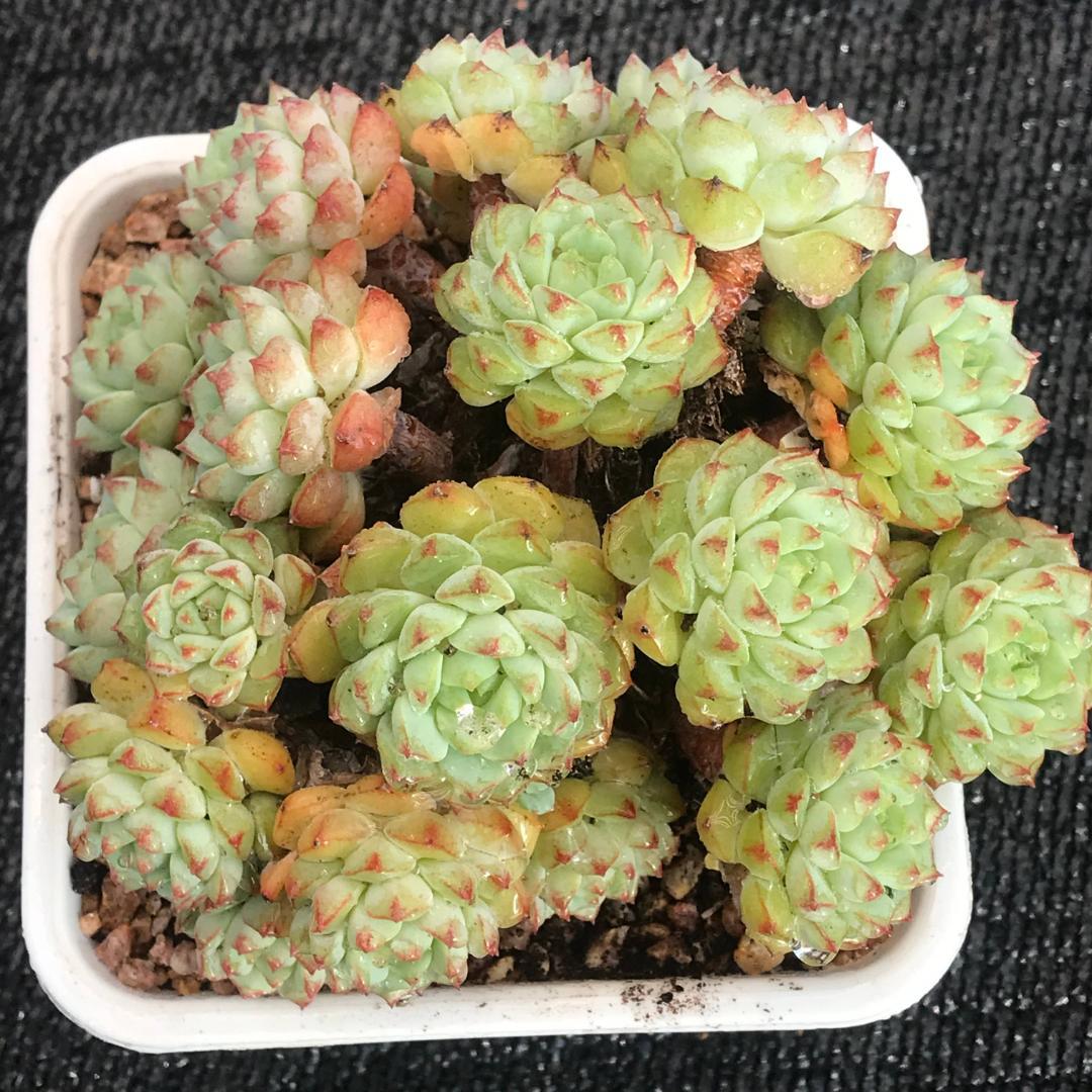 在庫処分　9苗L169 パンダの顔  多肉植物 韓国苗 サボテン 抜き苗