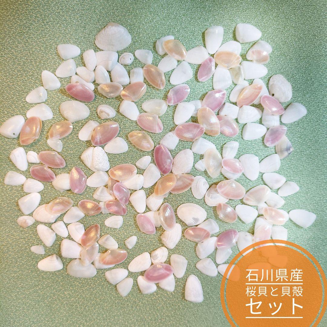 石川県産 幸せを呼ぶ 桜貝と貝殻のセット 送料無料 メルカリ